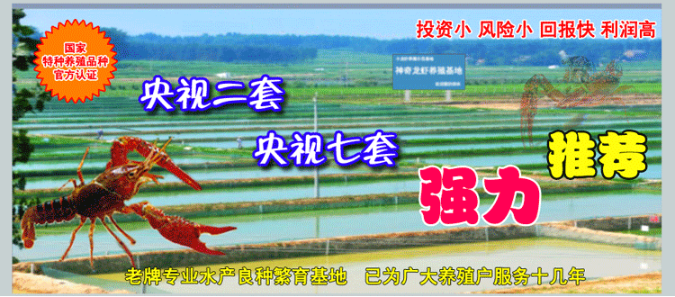 小龍蝦養殖飼養新技術大全/DVD/VCD/視頻光盤光碟教程教材資料