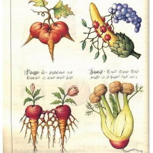 L宋 ᳭ Codex Seraphinianus ز1