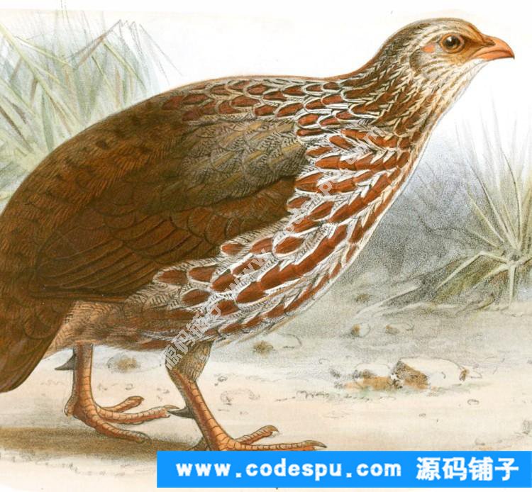 國畫工筆花鳥畫必備素材 鳥類圖譜彩色版高清大圖909幅共3.15G