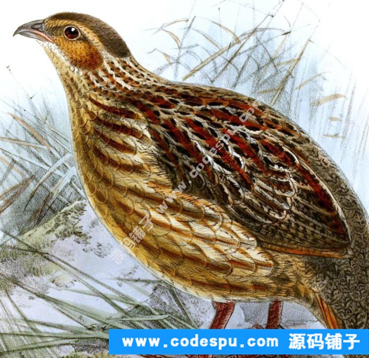 國畫工筆花鳥畫必備素材 鳥類圖譜彩色版高清大圖909幅共3.15G
