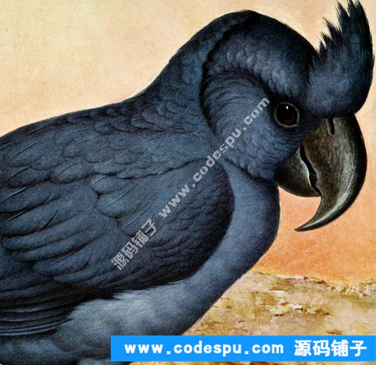 國畫工筆花鳥畫必備素材 鳥類圖譜彩色版高清大圖909幅共3.15G