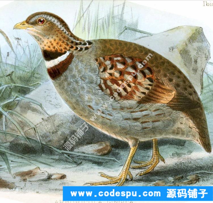 國畫工筆花鳥畫必備素材 鳥類圖譜彩色版高清大圖909幅共3.15G