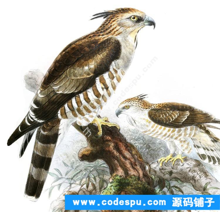 國畫工筆花鳥畫必備素材 鳥類圖譜彩色版高清大圖909幅共3.15G