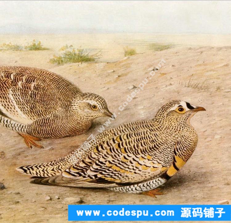 國畫工筆花鳥畫必備素材 鳥類圖譜彩色版高清大圖909幅共3.15G