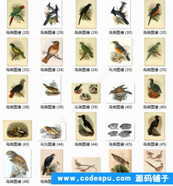 國畫工筆花鳥畫必備素材 鳥類圖譜彩色版高清大圖909幅共3.15G