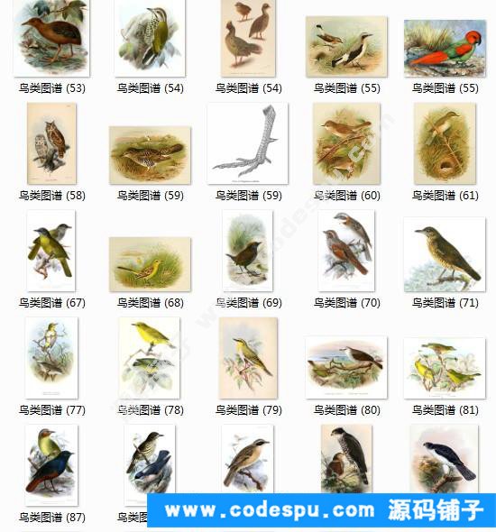 國畫工筆花鳥畫必備素材 鳥類圖譜彩色版高清大圖909幅共3.15G
