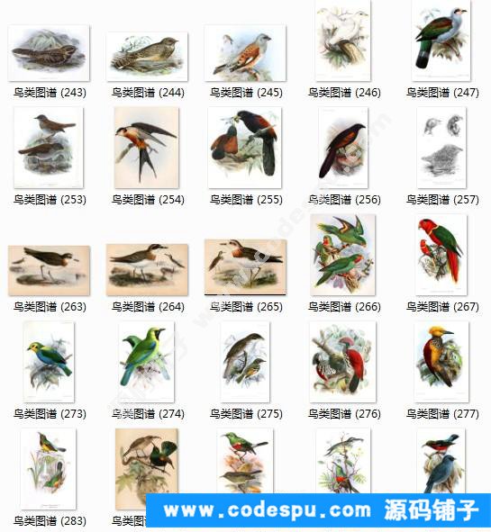 國畫工筆花鳥畫必備素材 鳥類圖譜彩色版高清大圖909幅共3.15G